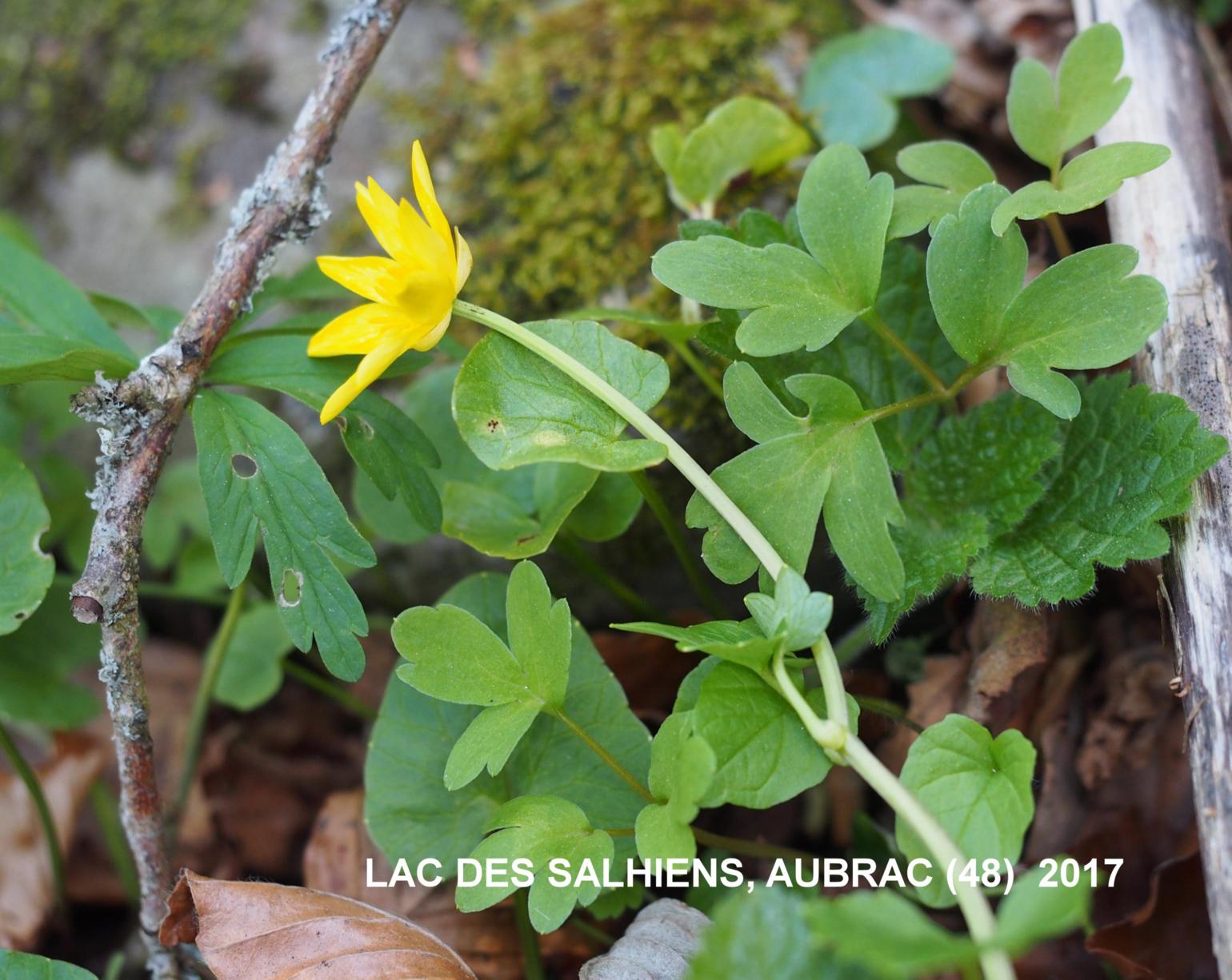 Celandine, Lesser